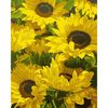 Картина по номерах, 40х50 см Сонячні квіти 953825 Santi
