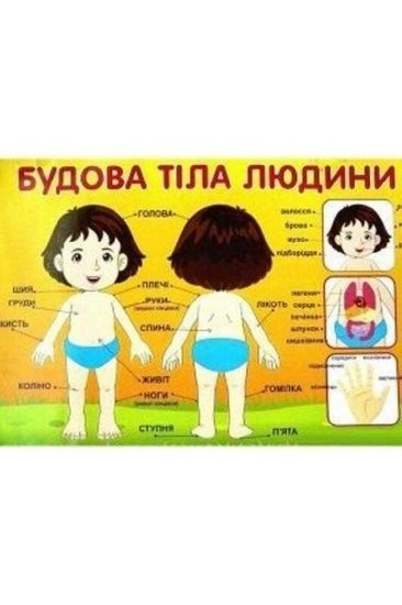 Плакат, 50х70 см Будова тіла людини Плакат, 50х70 см Будова тіла людини