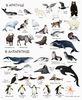 Енциклопедія 1000 назв тварин, 40 сторінок, тверда обкладинка
