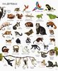 Энциклопедия 1000 названий животных, 40 страниц, твердый переплет