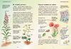 Енциклопедія Дикі квіти серія Стежками природи Ранок
