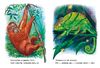 Лісові звірята, 30 сторінок, тверда обкладинка, серія Малятам про звіряток Меламед Г.М.