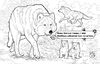 Раскраска А5, 16 страниц, мягкая обложка Животные в лесу Ранок