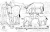 Розмальовка А5, 16 сторінок, м'яка обкладинка Тварини на фермі Ранок